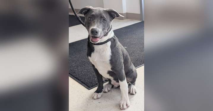Adorable Adoptables: Bo, Joe, and Koda