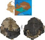 Tortuga fósil hallada en La Guajira y olvidada durante décadas en un museo en Suiza resultó ser una nueva especie