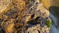 Huellas de dinosaurios de hace 100 millones de años quedan expuestas tras las inundaciones en Texas