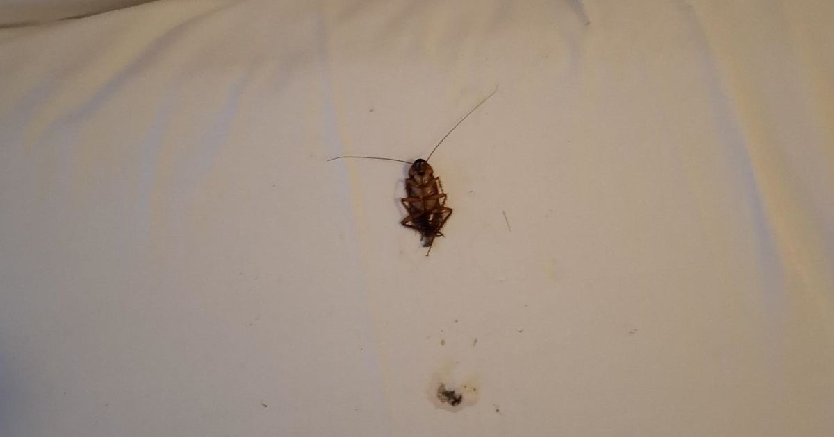 Warwickshire family holiday ruined by 'cockroach infestation'