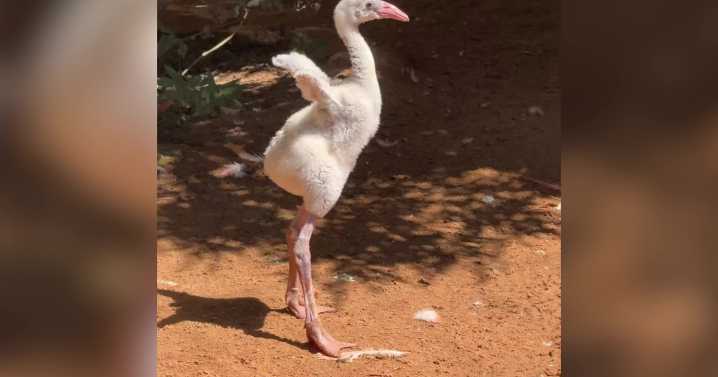 Baby flamingo wobbles around enclosure at Texas zoo