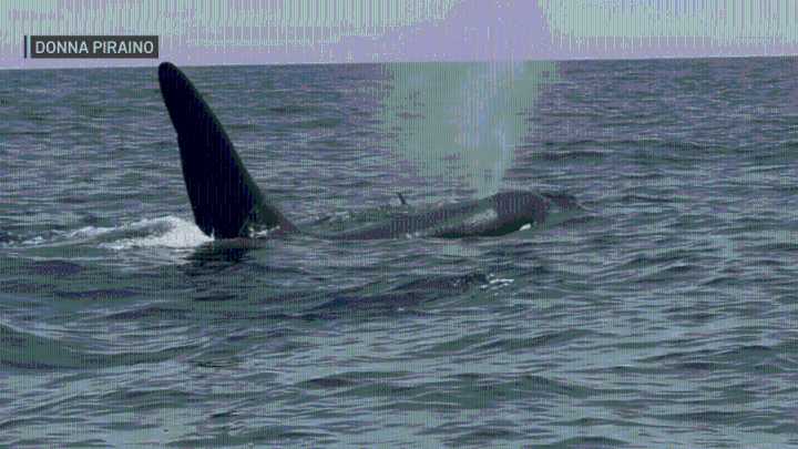 VIDEO: Orca named Old Thom swims with dolphins off Mass.