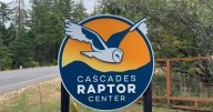 Cascades Raptor Center acquires two new baby owls, who will join their ambassador team