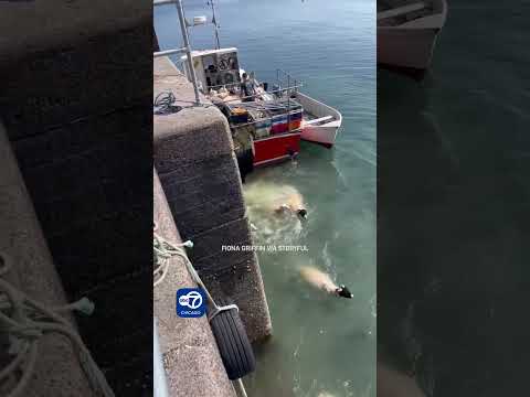 Sheep leap from boat and brave the waves on swim to shore
