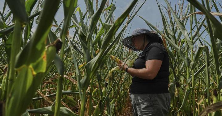 To get that perfect ear of corn, weather has to cooperate. But climate change is making it dicier