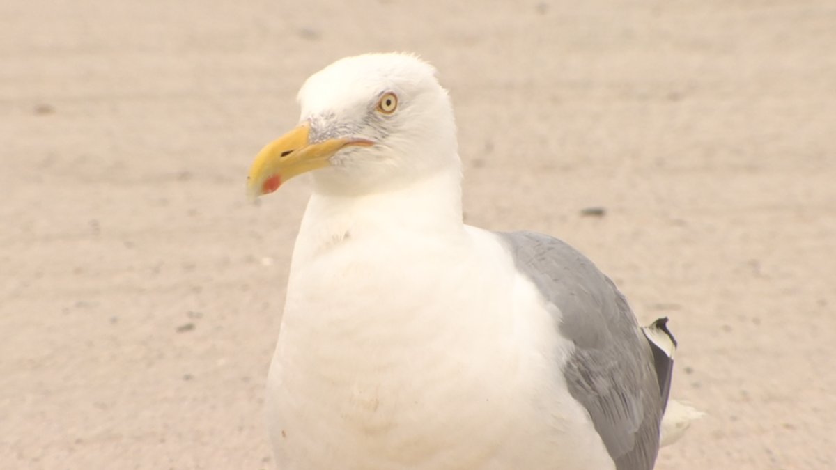 Connecticut town warns beachgoers about a sassy seagull