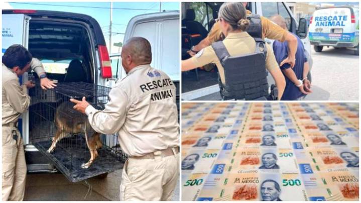 ¿Haces esto a tu perro? Pueden quitártelo, arrestarte o multarte