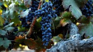 No pierdas tiempo: el truco de los viveros para que tu Parra te regale las uvas más ricas en verano
