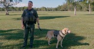 Body cam captures moment FWC K-9 finds missing hunter in Palm Beach County wildlife area