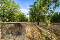 Rat hordes causing chaos for California's almond industry