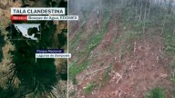 Tala Clandestina Devasta el Bosque de Agua en Lagunas de Zempoala, Edomex