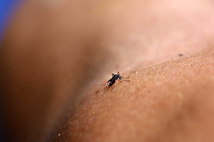 Inician liberación de mosquitos modificados en Los Cabos para prevenir el virus del dengue