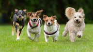 Breed Quiz: What Kind of Dog is Best for Your Lifestyle?