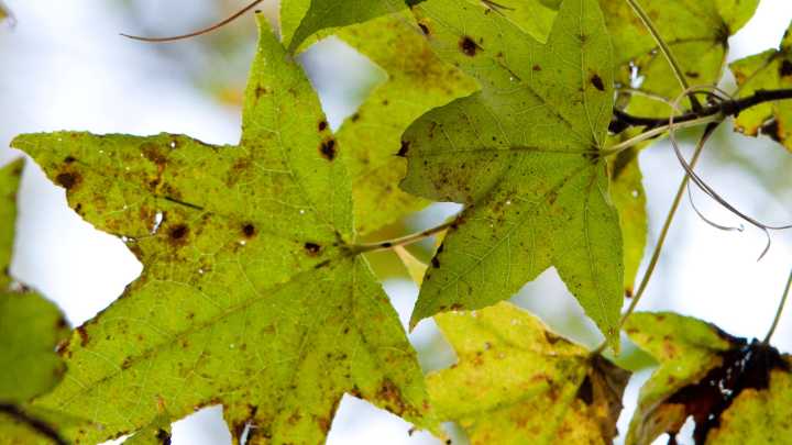 Fall starts next week. Here's when it cools down in Florida
