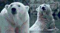 Beloved San Diego Zoo polar bear 'Kalluk' dies at 24