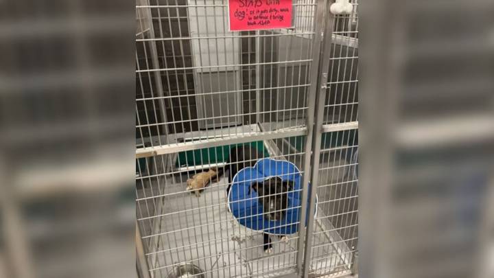 Texas Foster Dog Shows Pure Joy When His Favorite Stuffed Toy Is Repaired