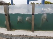 Mar del Plata. Impactantes imágenes de delfines del Aquarium llevaron a una denuncia de Montenegro: la explicación de la firma