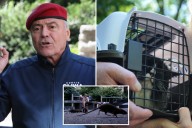 Curtis Sliwa calls for feral cat 'colonies' to claw back at NYC rat problem: 'Caped crusaders at night'