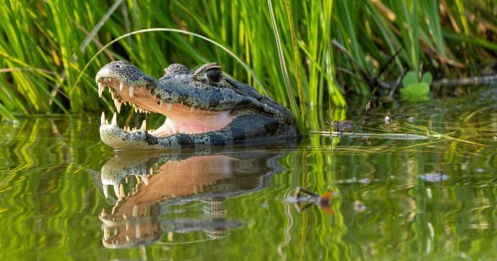 Girl's fight for survival after being mauled by giant alligator