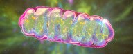 Scientists Reverse Dementia-Like Memory Loss in Mice by Supercharging Brain Cells