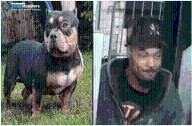 Norwood: Man Sought for Allegedly Stealing Dog from Sleeping Owner on Subway