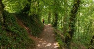 'Tropical paradise' in UK that feels like you've 'stepped into Costa Rica'