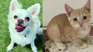 Sarasota Shelter Pawsitively Packed: Reduced Fees This Weekend To Find Pets A Home