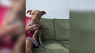 Florida Dog Who Avoided Eye Contact Now Loves Thrilling Bike Rides In A Backpack