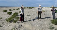 On these disappearing Louisiana islands, a high-stakes hunt for endangered sea turtles