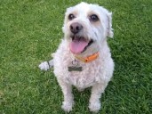 ¿Qué hacemos con el lomito?: CDMX aprueba custodia compartida de mascotas