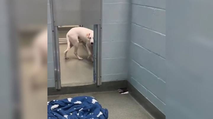 Timid Puppy Who Endured At Cold Shelters In Florida Finally Rejoices After Meeting A Kind Human