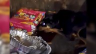 Deeply Scared Dog Abandoned In Dumpster Didn't Move Until Texas Rescuers Arrived