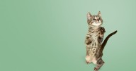 Expo MascotasF: adopciones, charlas y novedades