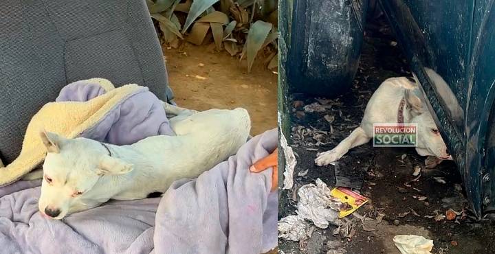 Hallan perrito maltratado por policía en Morelia; lo reportan delicado de salud