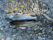 Two Anglers Cited for Illegal Salmon Fishing on Sol Duc River