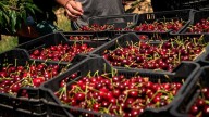 Buena noticia para Aragón: España ya puede exportar cerezas a China tras un acuerdo histórico
