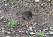 Conservationists again sue U.S. Fish and Wildlife for denying Oregon red tree voles protection