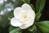 Magnolia Mornings: August 11, 2025
