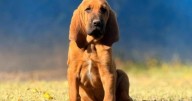 Rex: el perro de nueve meses que se prepara para la búsqueda de personas vivas en Neuquén