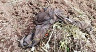 Entierran osamenta de persona sin identificar en fosa común de cementerio nuevo en Tucupita