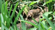 ¿Cuál es el origen de la plaga de roedores en el Jardín Zaragoza?