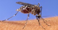 West Nile Virus detected in mosquitoes in Tippecanoe County