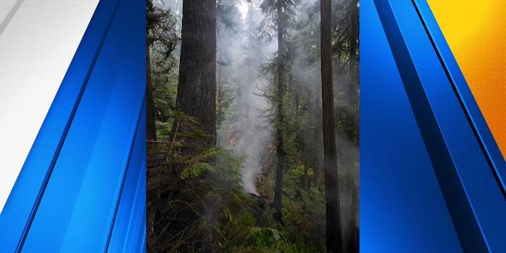 Efforts underway to save historic tree burning on Oregon coast