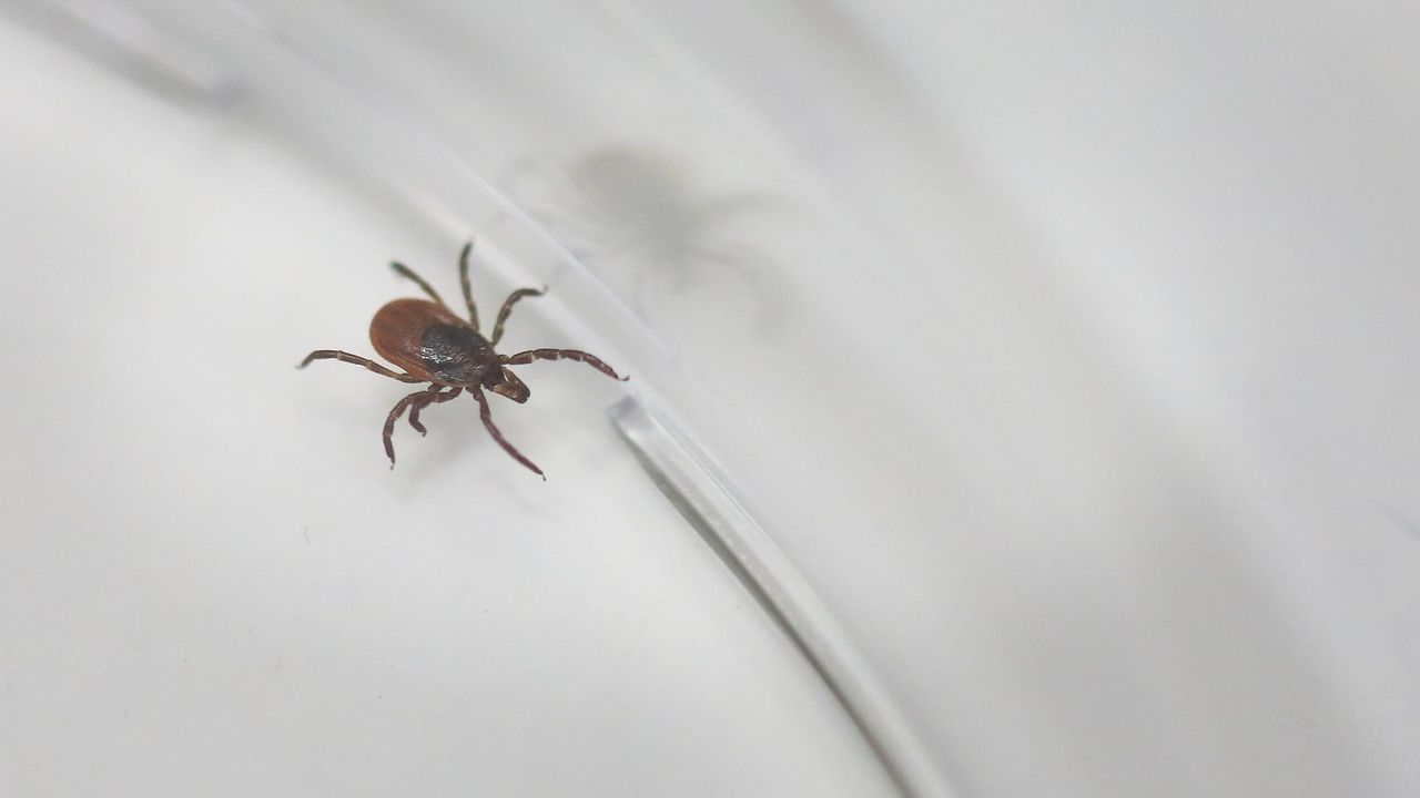Why are we protecting dogs but not humans against epidemic Lyme disease?