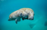 Rare Manatee Sighting Off Cape Cod Coast Is First Time In A Decade