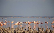 Escapada al pueblo de los flamencos: es cerca de CABA y ofrecen visitas guiadas