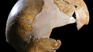 Bones of ancient child suggest humans could have interbred with Neanderthals earlier than thought