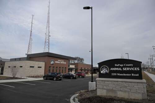 DuPage Animal Services celebrates $1 million gift as shelter is ‘overflowing’ with cats