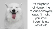 46 Funny And Sweet Dog Photos That Show Why Greg Murray Is The King Of Pet Portraits