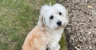 Pregnant woman watched in horror as beloved dog mauled to death